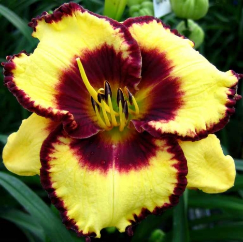 Shop for Daylilies